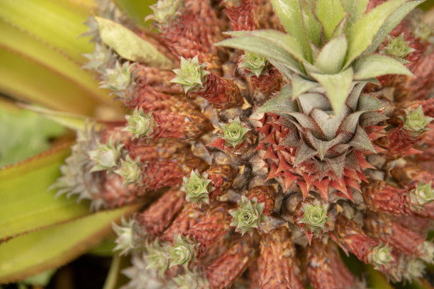 菠萝菠萝属的果实图片下载