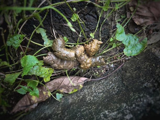 狗在一楼排便。大便的质地和形状不健康，狗的肠道有问题图片下载