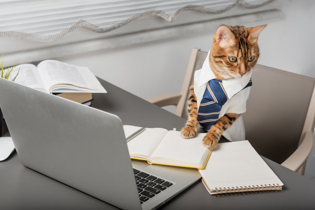 严肃的孟加拉猫是办公室里穿衬衫打领带的老板。图片下载