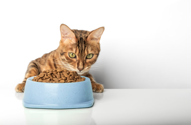 饥饿的猫在白色背景上，靠近装有猫粮的碗。图片下载