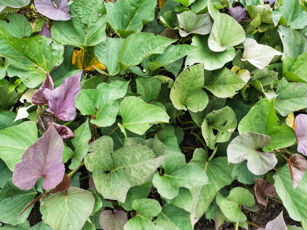 花园中的红薯叶子特写图片下载