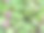 花园中的红薯叶子特写图片下载