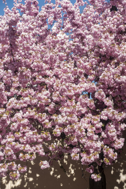 杏花在春天的蓝天图片下载