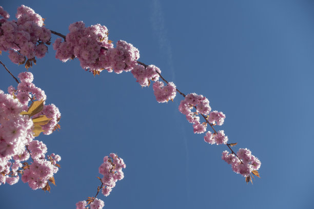 杏花在春天的蓝天图片下载