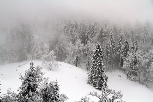 森林里的雪图片下载