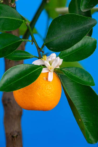 初春盛开的紫番红花微距摄影。图片下载