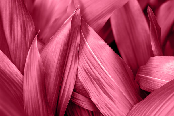 2023年热带树叶流行色万岁品红，自然背景。图片下载