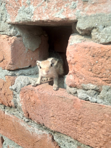 可爱的松鼠宝宝看着从墙的洞在树-股票照片图片下载