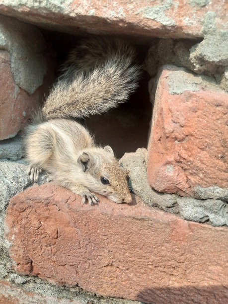 可爱的松鼠宝宝看着从墙的洞在树-股票照片图片下载