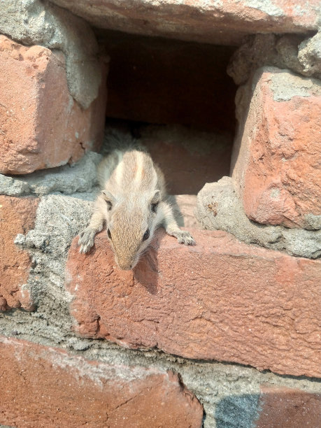 可爱的松鼠宝宝看着从墙的洞在树-股票照片图片下载