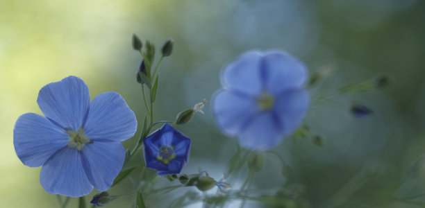 蓝色亚麻花，细长的绿色茎。图片下载