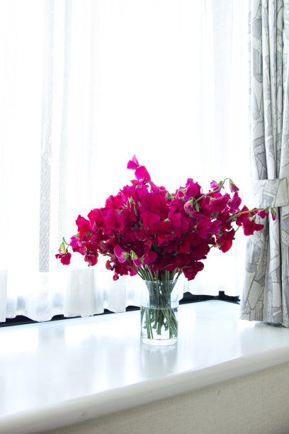 飘窗花----红甜豌豆图片下载