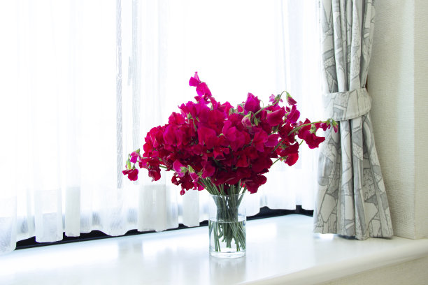 飘窗花----红甜豌豆图片下载