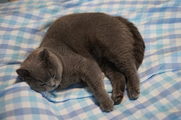 英国短毛蓝猫躺在沙发上图片下载