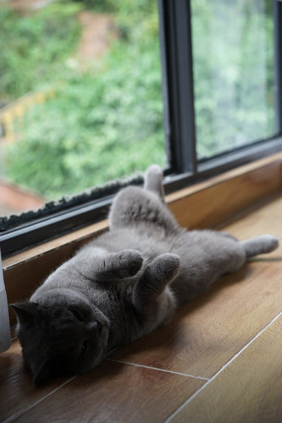 英国短毛蓝猫躺在沙发上图片下载