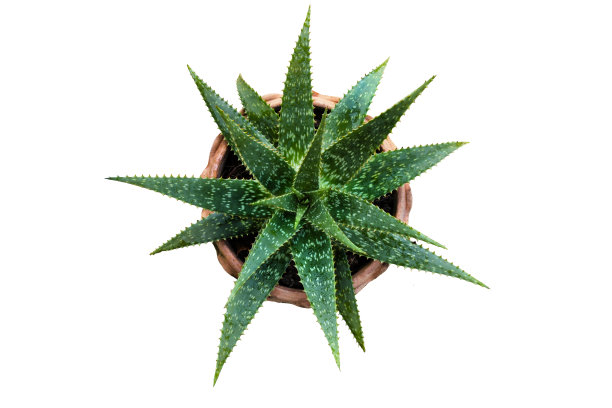 剪掉植物图片下载