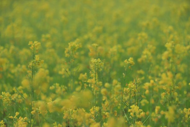 黄色芥末花的特写图片下载
