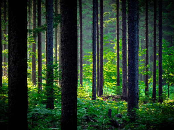 阳光照耀着森林图片下载