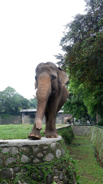 平衡的大象图片下载