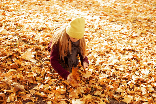 忙碌可爱的少女蹲坐在公园森林里，收集黄色的枫叶成束。图片下载