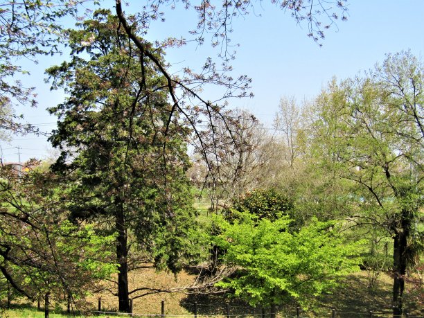 日本。四月初。春天的森林。图片下载