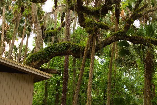 不同形状的森林树木图片下载