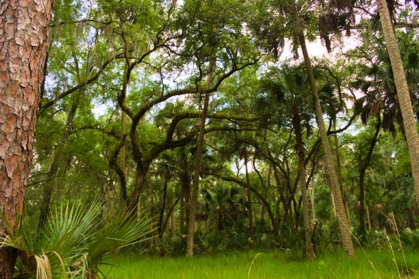 不同形状的森林树木图片下载