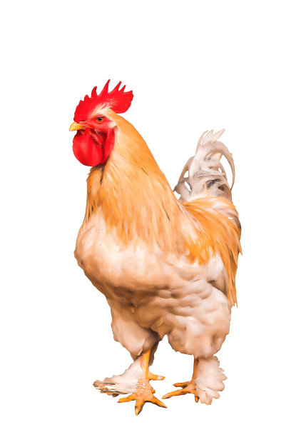 白底梵天品种的公鸡图片下载