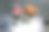 塑料花图片下载