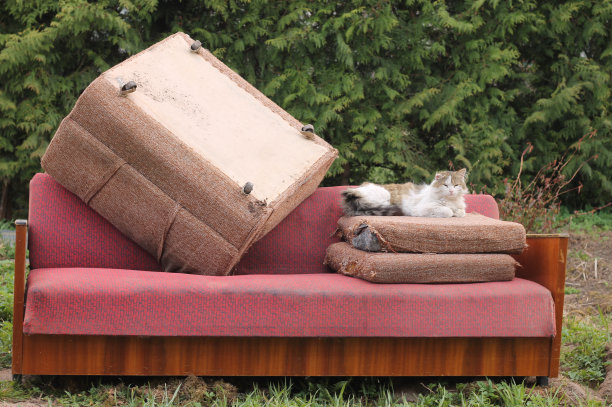 一只耳朵的流浪虎斑猫躺在旧枕头上的粉红色软旧沙发上的垃圾倾倒。回收再利用。图片下载