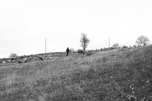 黑白相间的牧羊人和绵羊图片下载