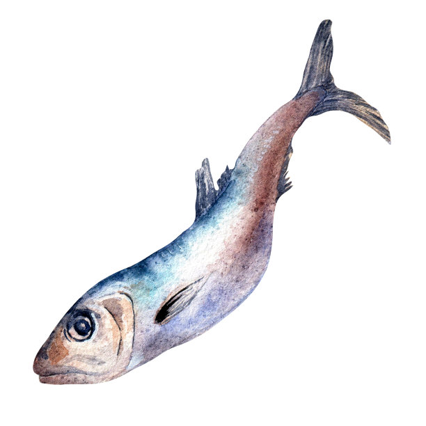 单一沙丁鱼水彩插图孤立的白色背景。图片下载