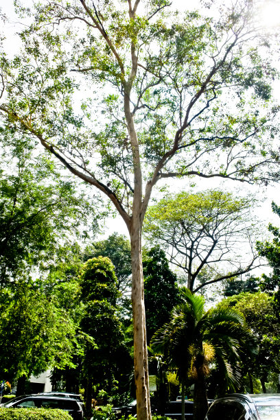 尤加利树图片下载