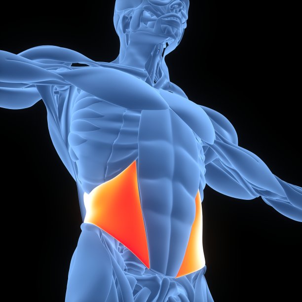 人体肌肉系统躯干肌肉内部斜肌解剖图片下载