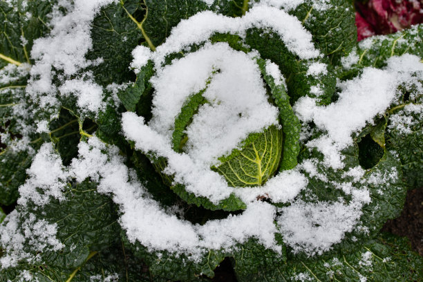 冬天地里成熟的绿卷心菜。蔬菜被雪覆盖着。绿色的卷心菜叶子从雪下探出头来。图片下载
