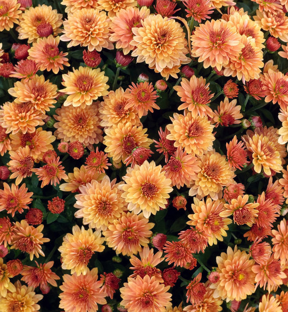 秋妈妈图片下载