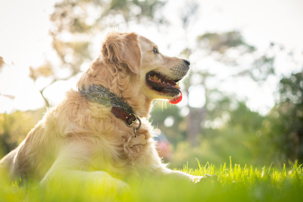 美丽的金毛猎犬躺在草地上的森林自然肖像图片下载