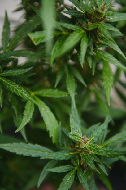 大麻(大麻)植物。出于医疗目的在家里种植大麻图片下载