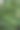 大麻(大麻)植物。出于医疗目的在家里种植大麻图片下载