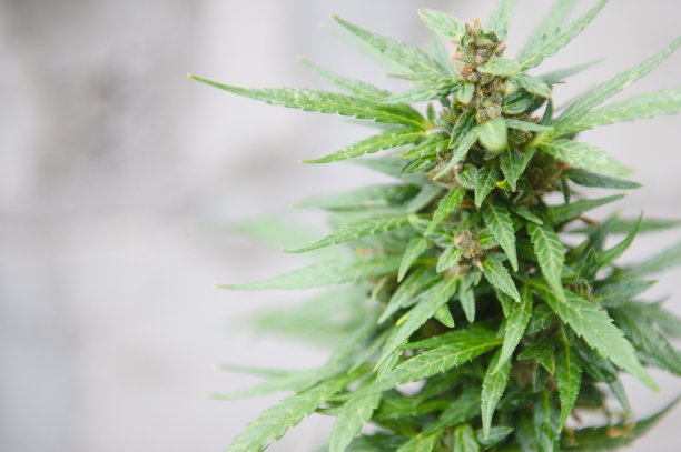 室内医用大麻在家中种植大麻。图片下载