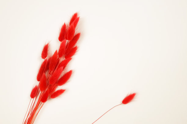 白色象牙背景上的红色草药拉古鲁与复制空间。顶视图花框边框，夏日平铺。自由空间，化妆品产品广告背景。摆放产品包装的空位置图片下载