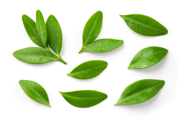 离体的蓝莓叶。蓝莓俯视图。蓝莓叶平铺在白色背景上。图片下载