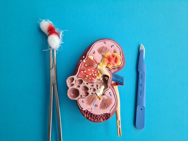 肾上腺外科与肾脏解剖图片下载