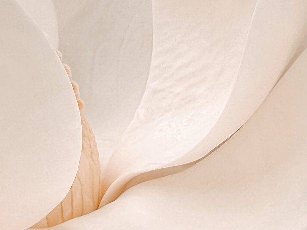 玉兰花图片下载