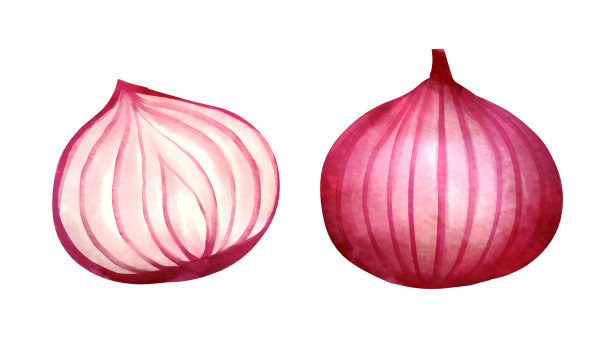 红洋葱和横截面图片下载