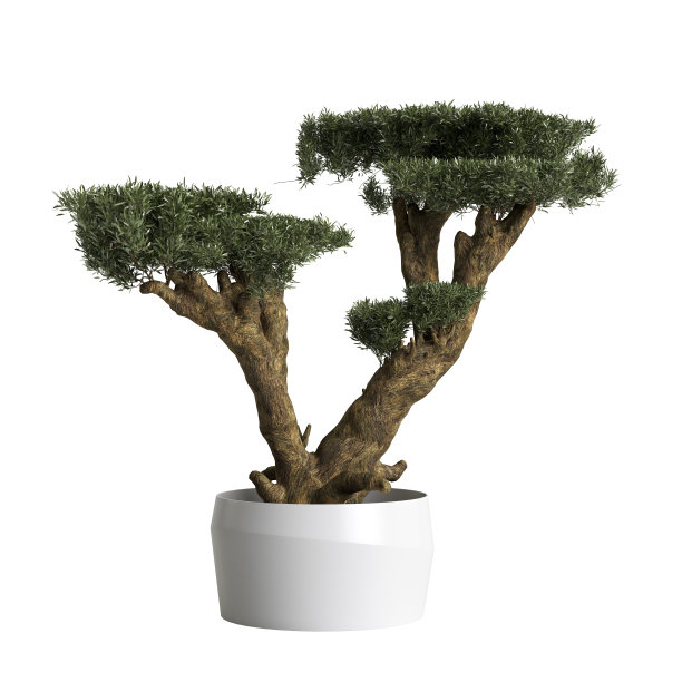 白色背景上孤立的油橄榄盆景的3d插图图片下载