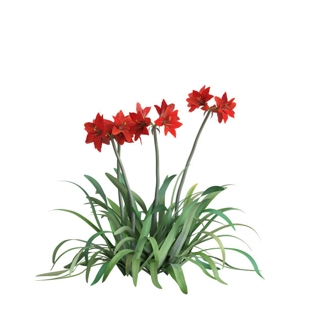 白色背景上孤立的孤柱石科开花的3d插图图片下载