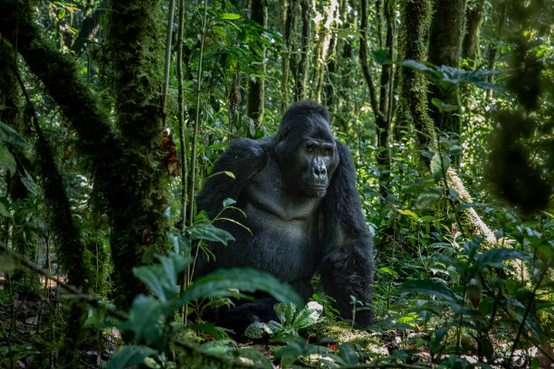 银背大猩猩图片下载