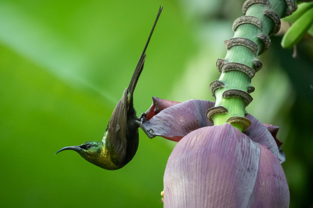 太阳鸟浏览图片下载