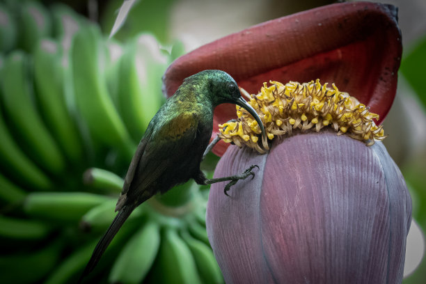 太阳鸟浏览图片下载